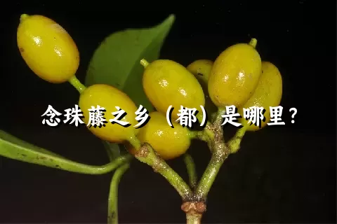 念珠藤之乡（都）是哪里？