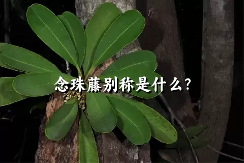 念珠藤别称是什么？