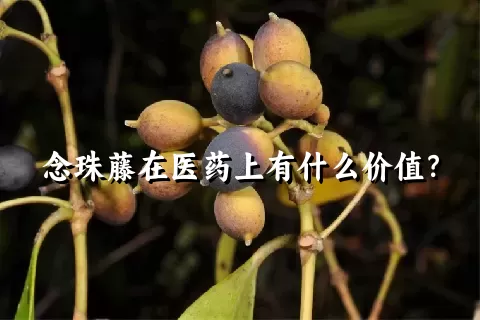 念珠藤在医药上有什么价值？