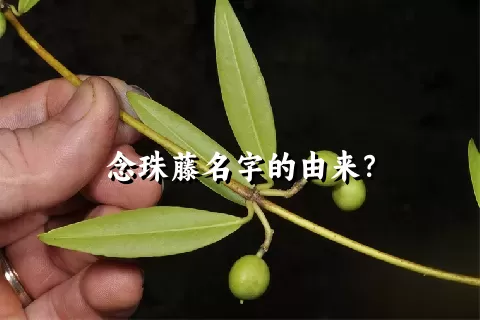 念珠藤名字的由来？