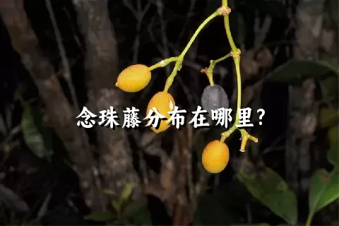 念珠藤分布在哪里?