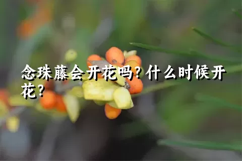 念珠藤会开花吗？什么时候开花？