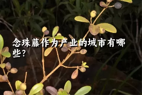 念珠藤作为产业的城市有哪些？