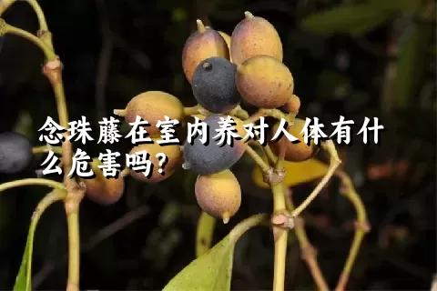 念珠藤在室内养对人体有什么危害吗？