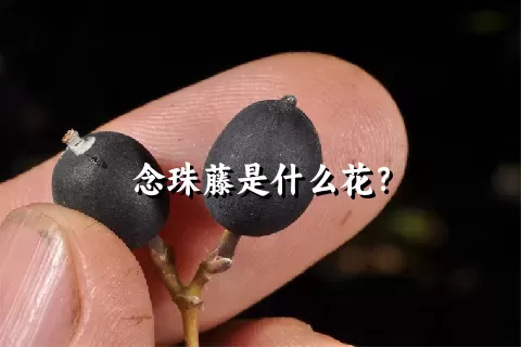 念珠藤是什么花？