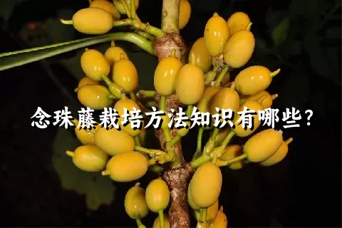 念珠藤栽培方法知识有哪些？