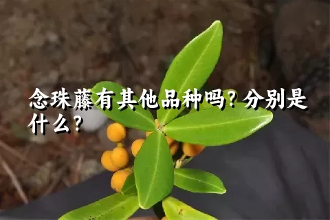 念珠藤有其他品种吗？分别是什么？