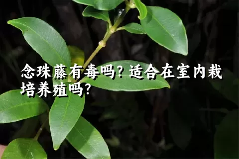 念珠藤有毒吗？适合在室内栽培养殖吗？