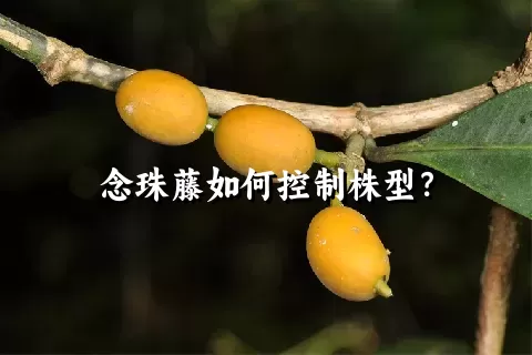 念珠藤如何控制株型？