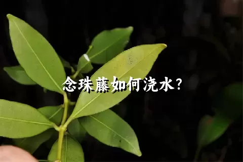 念珠藤如何浇水？