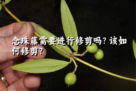 念珠藤需要进行修剪吗？该如何修剪？