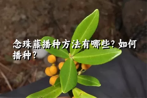 念珠藤播种方法有哪些？如何播种？