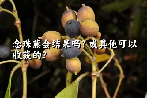 念珠藤会结果吗？或其他可以收获的？