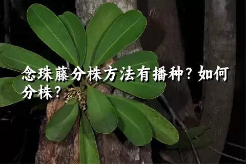 念珠藤分株方法有播种？如何分株？