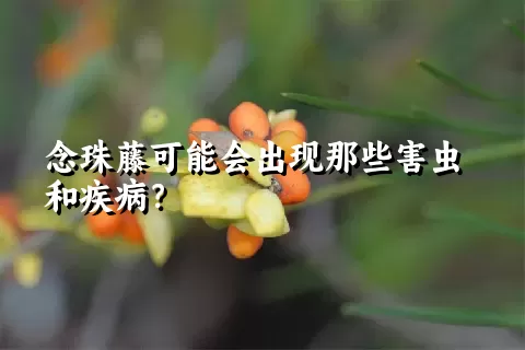 念珠藤可能会出现那些害虫和疾病？