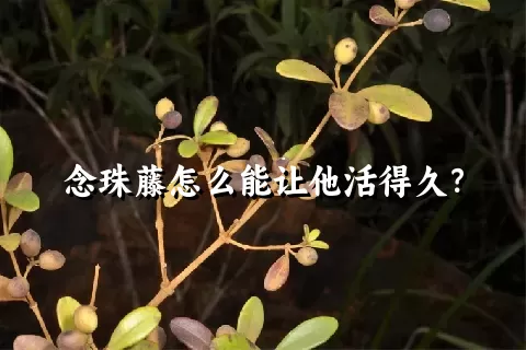 念珠藤怎么能让他活得久？