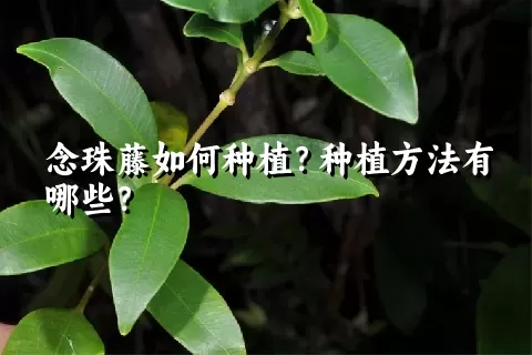 念珠藤如何种植？种植方法有哪些？