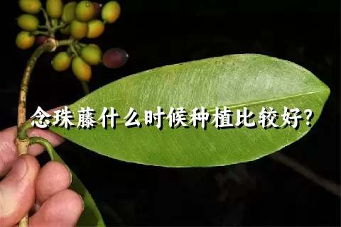 念珠藤什么时候种植比较好？