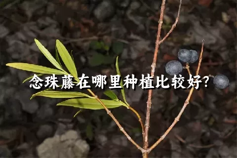 念珠藤在哪里种植比较好？