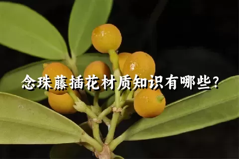 念珠藤插花材质知识有哪些？