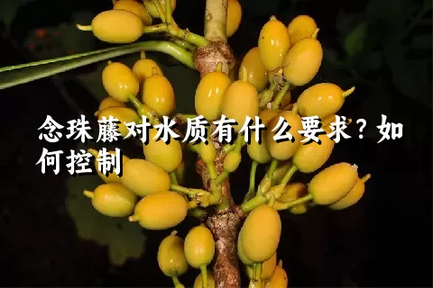 念珠藤对水质有什么要求？如何控制