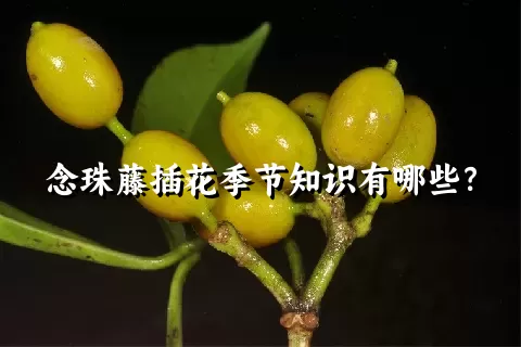 念珠藤插花季节知识有哪些？