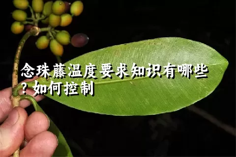 念珠藤温度要求知识有哪些？如何控制