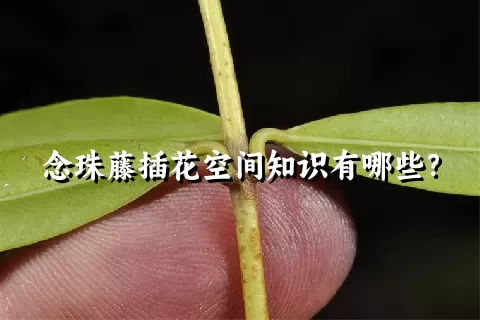 念珠藤插花空间知识有哪些？