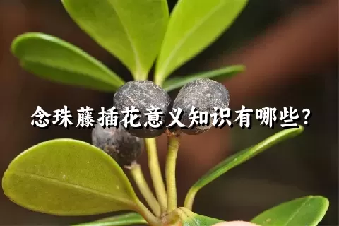 念珠藤插花意义知识有哪些？