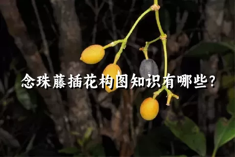 念珠藤插花构图知识有哪些？