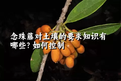 念珠藤对土壤的要求知识有哪些？如何控制