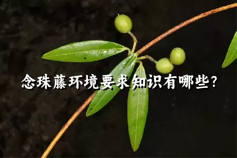 念珠藤环境要求知识有哪些？