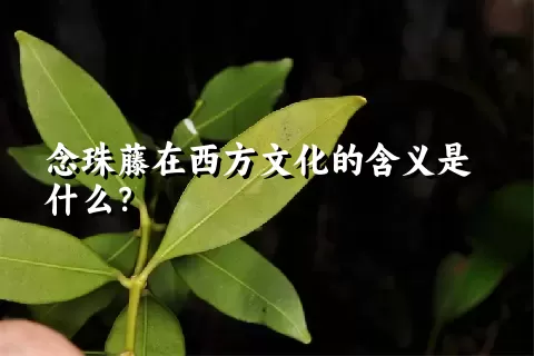 念珠藤在西方文化的含义是什么？