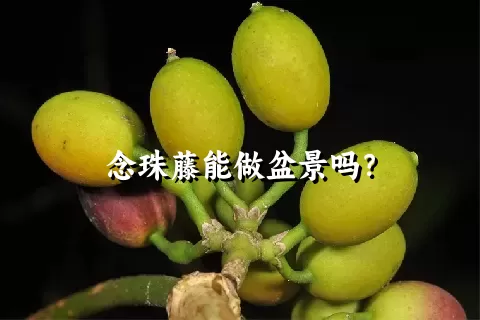 念珠藤能做盆景吗？