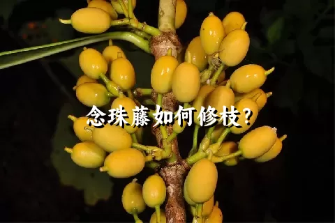 念珠藤如何修枝？