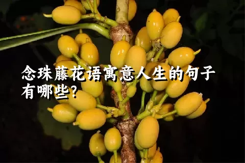 念珠藤花语寓意人生的句子有哪些？