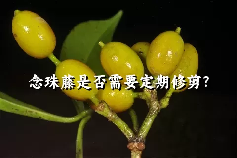 念珠藤是否需要定期修剪？