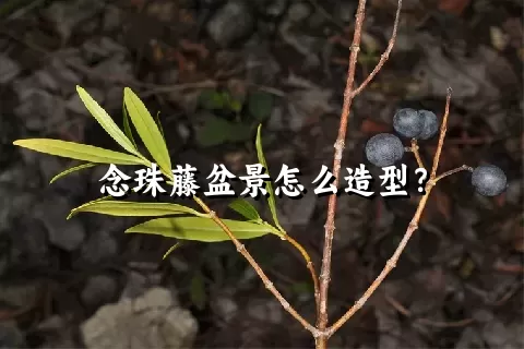 念珠藤盆景怎么造型？