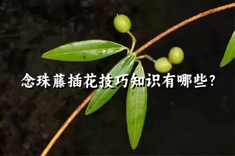 念珠藤插花技巧知识有哪些？