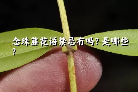 念珠藤花语禁忌有吗？是哪些？