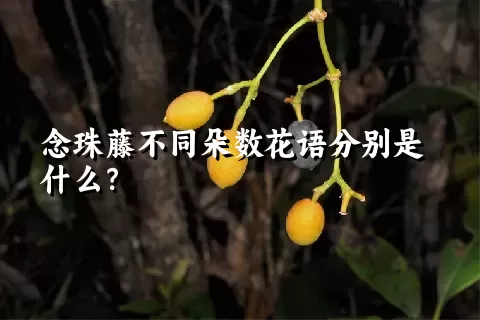 念珠藤不同朵数花语分别是什么？