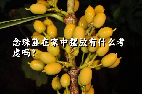 念珠藤在家中摆放有什么考虑吗？