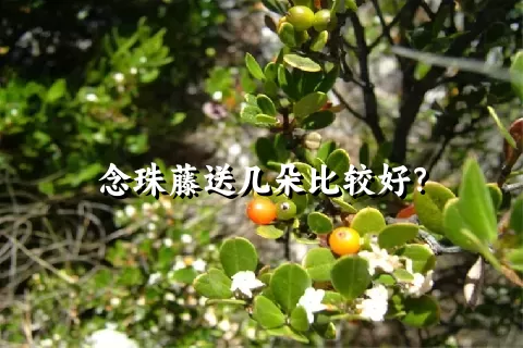 念珠藤送几朵比较好？