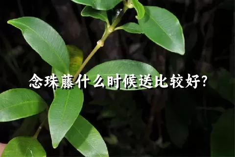 念珠藤什么时候送比较好？