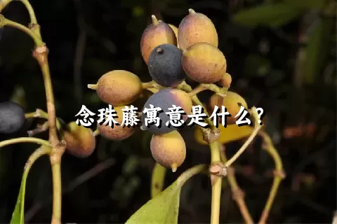 念珠藤寓意是什么？