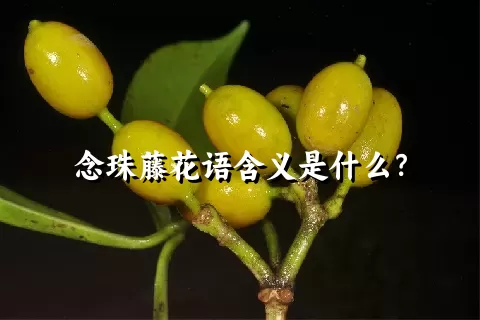 念珠藤花语含义是什么？