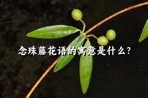 念珠藤花语的寓意是什么？