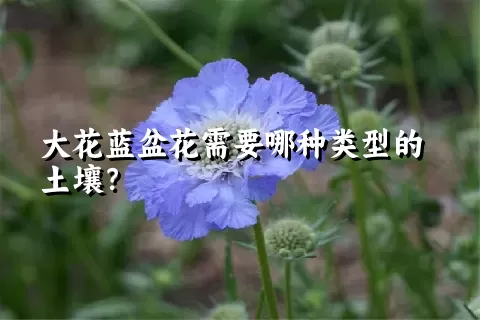 大花蓝盆花需要哪种类型的土壤？