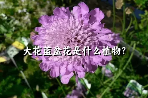 大花蓝盆花是什么植物？