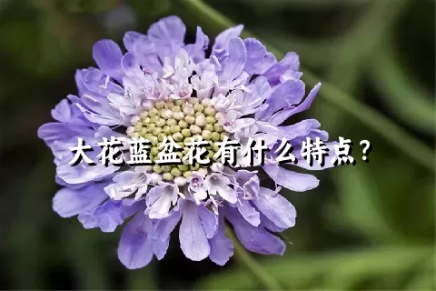 大花蓝盆花有什么特点？